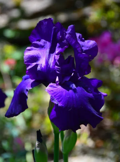 Iris d'allemagne 'Titane glory violet'