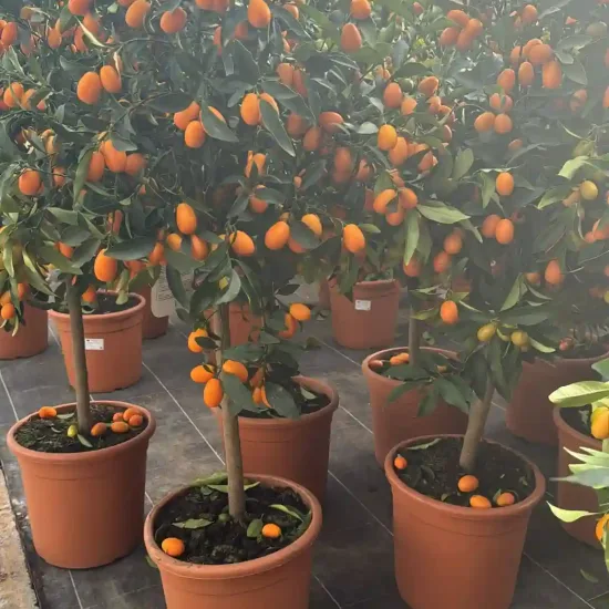 Kumquat