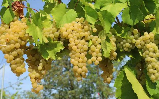 Vigne 'Amandin'