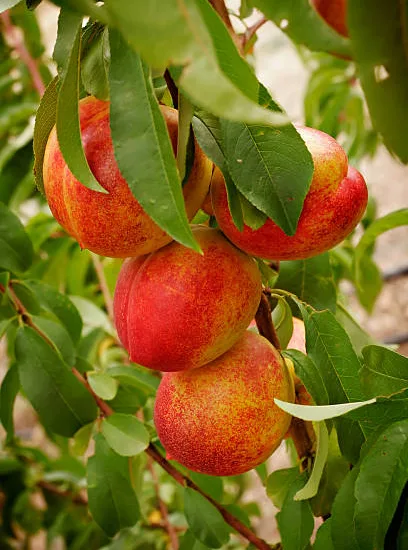 Nectarinier nain