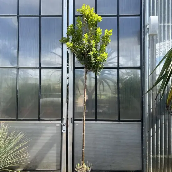 Arbousier. arbre aux fraises