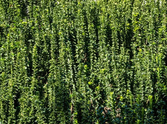 Fusain du japon 'Green spire'