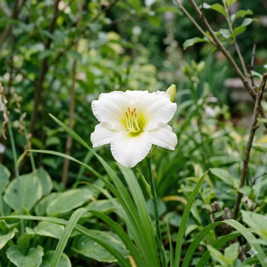 Hémérocalle 'Artic snow'