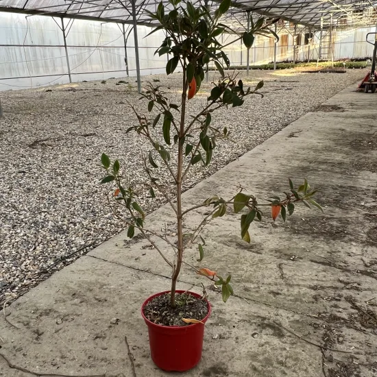 Tibouchine 'Blue moon'
