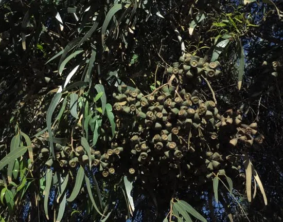 Eucalyptus commun