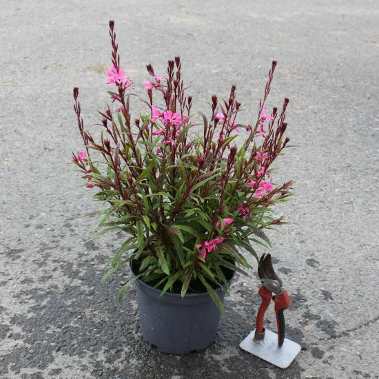 Gaura 'Steffi dark rose'