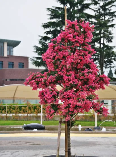 Lilas des indes 'Plum magic'