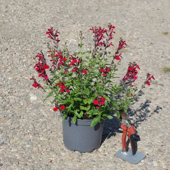 Sauge gregii 'Mirage cherry red rouge cerise'