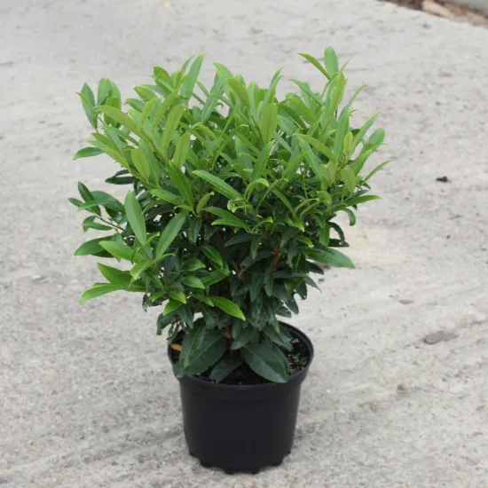 Laurier palme 'Sofia'