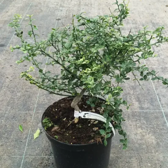 Citronnier caviar 'D'esmerald'