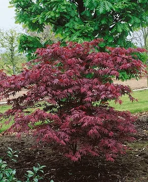 Érable du japon 'Atropurpureum'