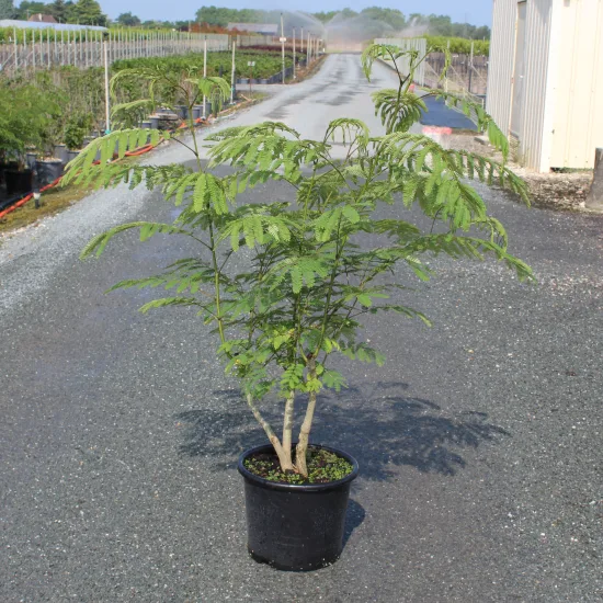 Arbre à soie Ombrella boubri