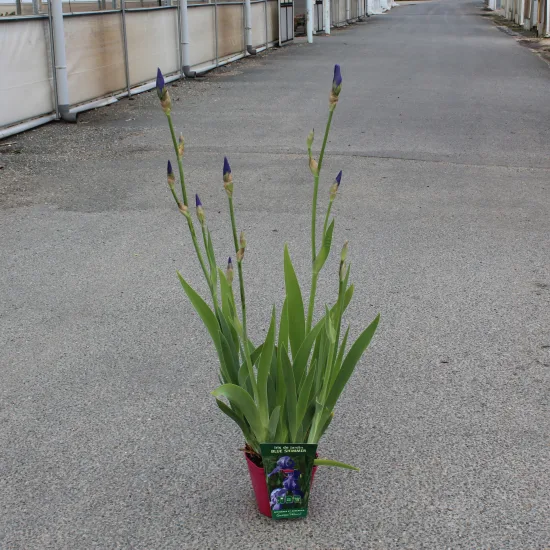 Iris d'allemagne 'Blue shimmer bleu'