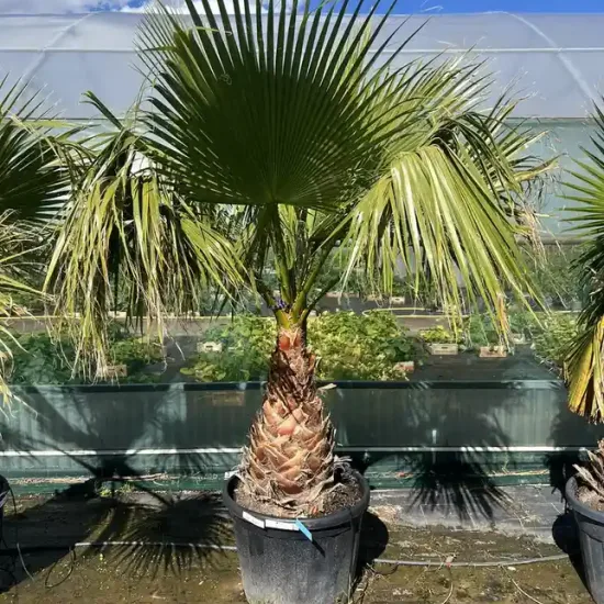 Washingtonia 'Filifera'