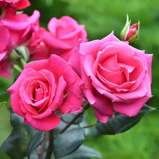 Rosier 'Crazy pink voluptia'