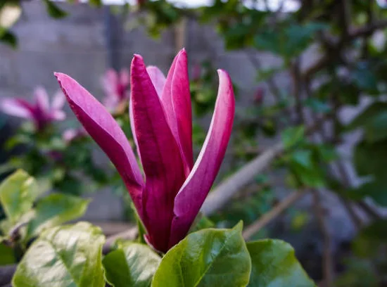 Magnolia 'Susan'