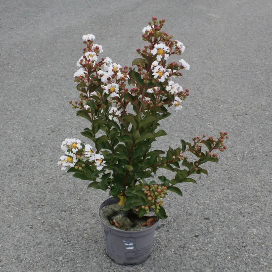 Lilas des indes 'Papillons blancs'