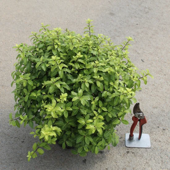 Pittospore 'Golden ball'