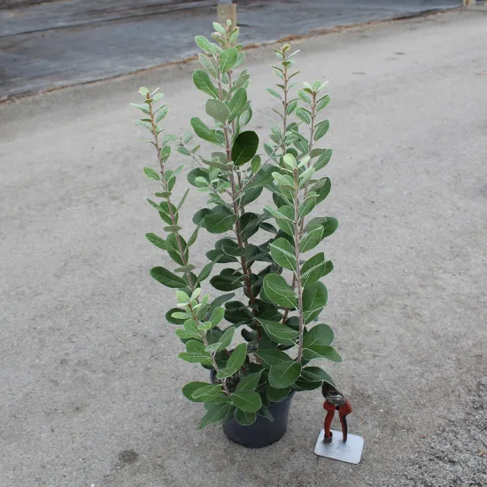 Feijoa. goyavier du brésil 'Gemini'