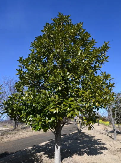 Magnolia de la galissonnière 'Galissoniere'