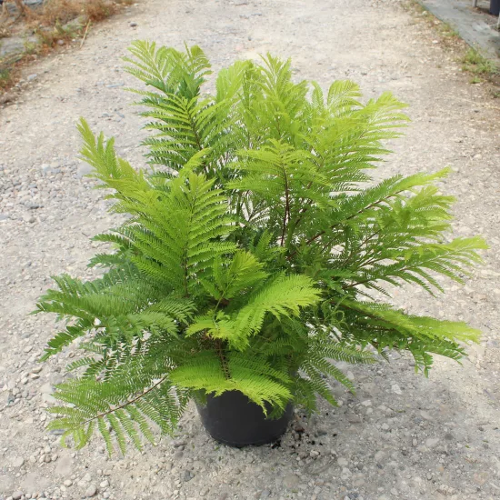 Flamboyant bleu 'Bonsai blue'