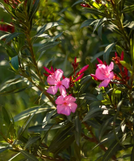 Laurier rose 'N° 18'
