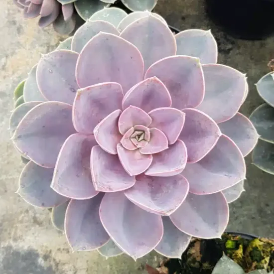 Echeveria 'Perle von nürnberg'