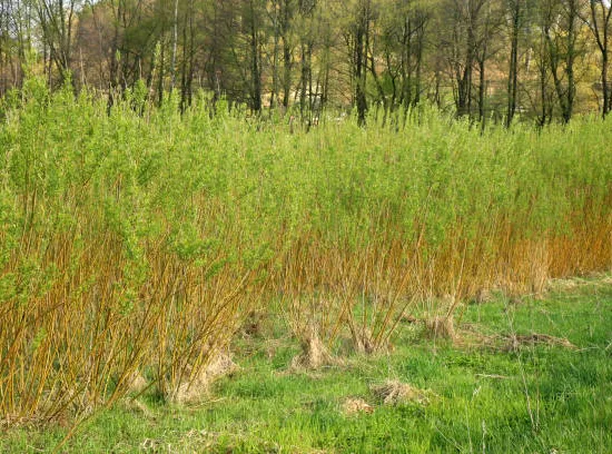 Osier des vanniers