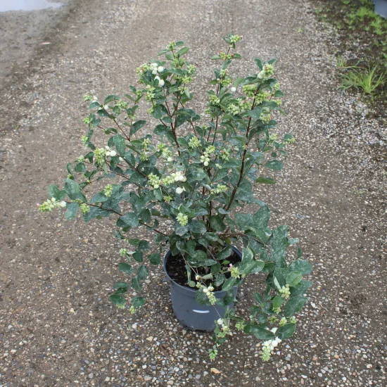 Symphorine 'White hedge'