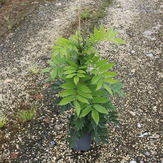Glycine