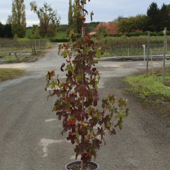 Copalme d'amérique 'Rotundiloba'