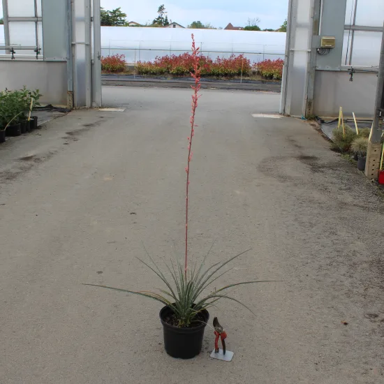 Yucca rouge