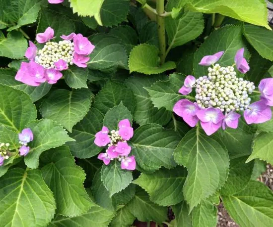 Hortensia 'Zorro rose'