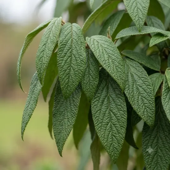 Viorne à feuilles ridées