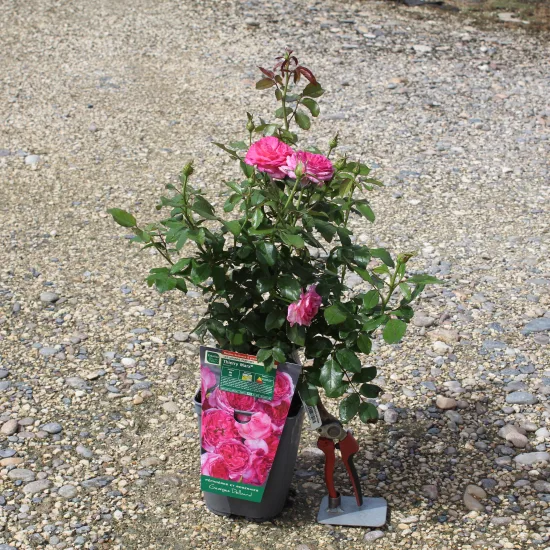 Rosier 'Thierry marx'