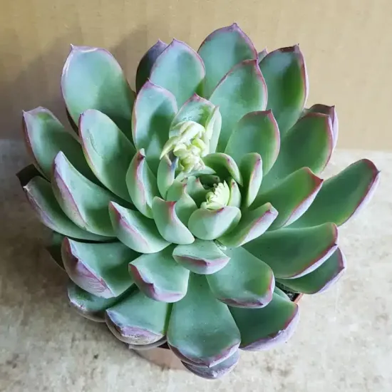 Echeveria 'Apus'