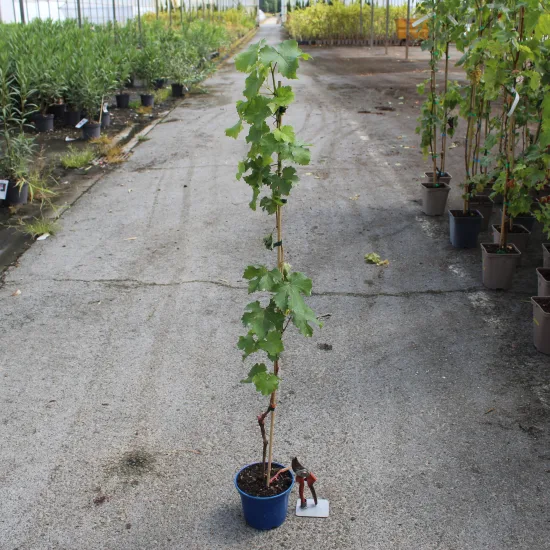 Vigne 'Vign'happy'
