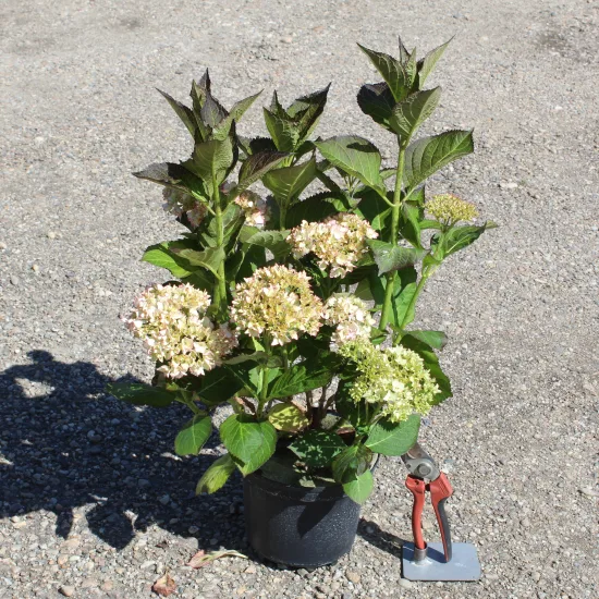 Hortensia 'Dolce france'