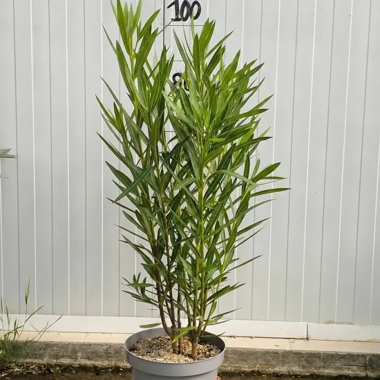 Laurier rose 'Roseum Plenum'