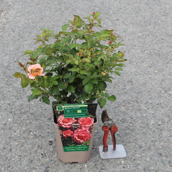 Rosier 'Bordure abricot'