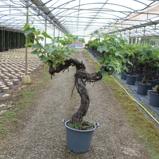 Vigne 'De table'
