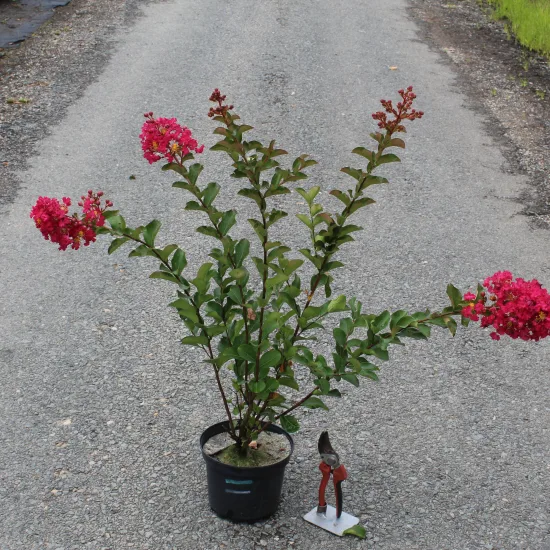 Lilas des indes 'Margaux'