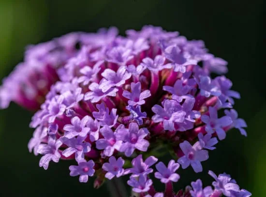 Verveine de Buenos-Aires