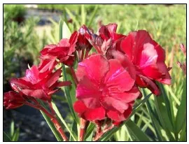 Laurier rose 'Rubis'