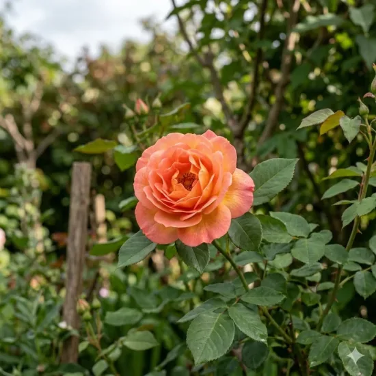 Rosier 'Pacific sunset '