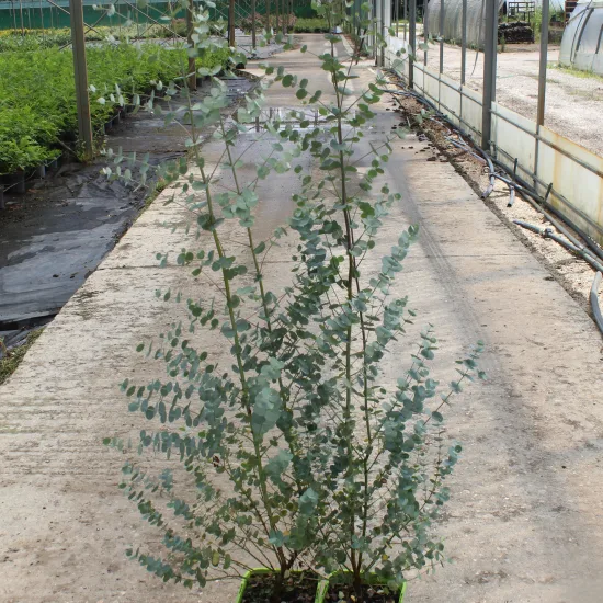 Eucalyptus à feuilles rondes 'Azura'