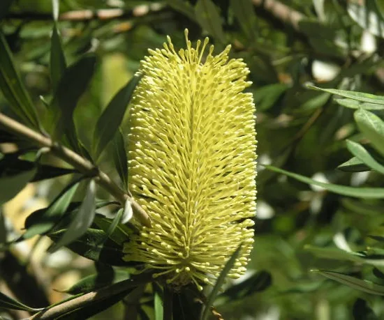 Rince-bouteille  'Widdicombe Gem'