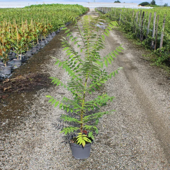 Sumac de virginie