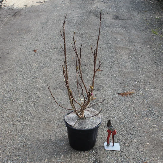 Magnolia 'Susan'