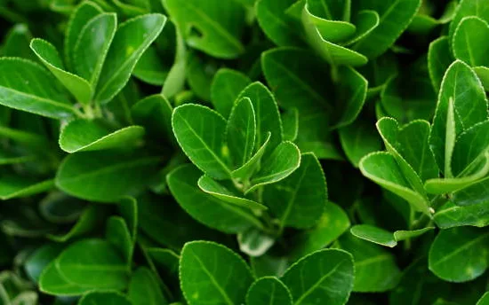 Fusain du japon 'Microphyllus'